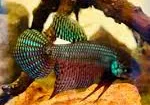 betta smaragdina male 3-4cm