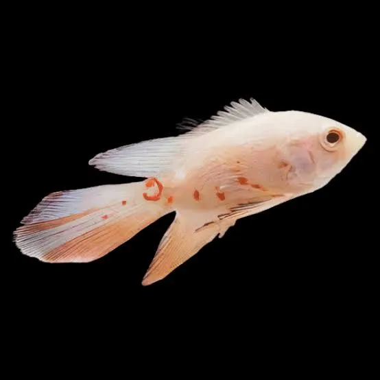 astronotus ocellatus butterfly colour mix 6cm