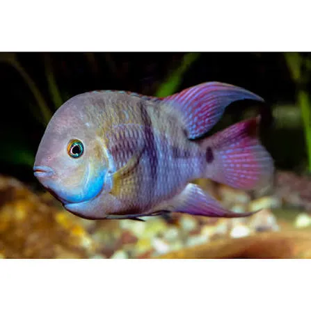 cichlasoma saijca 3.5-4cm