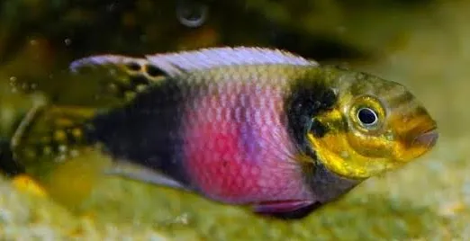 pelvicachromis subocelatus matadi 3.5-4cm