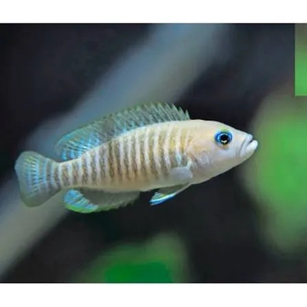 lamprologus multifasciatus