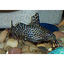 synodontis eupterus feather fin 20cm