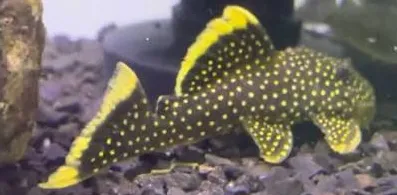 baryancistrus xanthellus l081 8-10cm