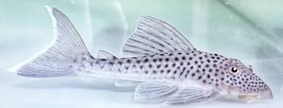 hemiancistrus snethlageae L141 6-8cm