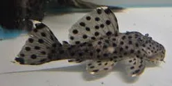 leporacanthius joselimai - sultan pleco L264 6-8cm