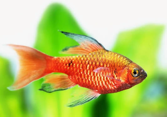 barbus conchonius super red longfin 3.5-4cm