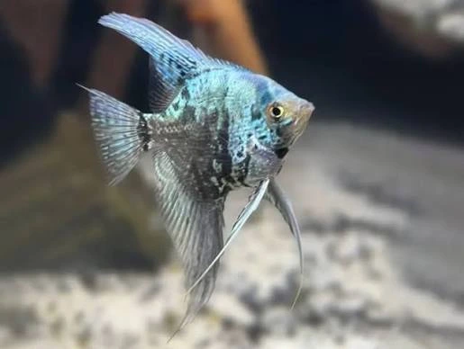 pterophyllum scalare leopard blue 3-3.5cm (body)