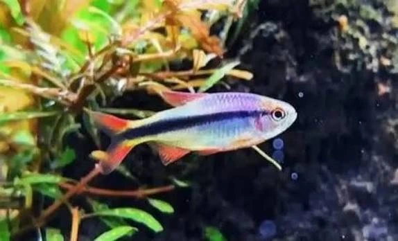 hyphessobrycon sp. lapis  - imperial lapis tetra 3cm