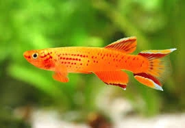 aphyosemion australe gold 3-4cm