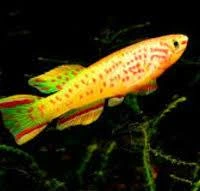 aphyosemion gardneri gold 3-3.5cm