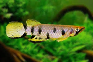 epiplaty dagheti 3-3.5cm