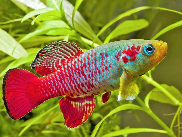 nothobranchius guentheri 2.5-3.5cm