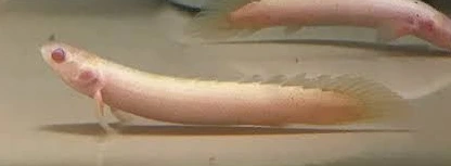 polypterus palmas gold albino 5-6cm