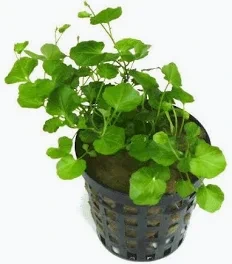 cardamine lyrata
