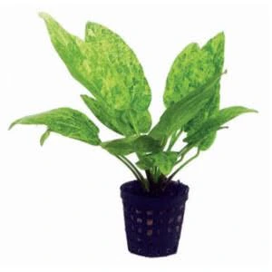echinodorus cordifolius marble