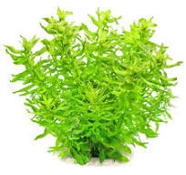 limnophila aromatica green