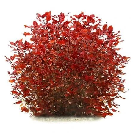 ludwigia palustris super red