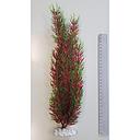 plastic plant cabomba red 16inch/40cm