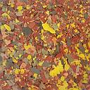 prodac tropical flakes 10kg bag