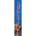 shrimplolly 100% moringa (15-1-2027) 1.5gr