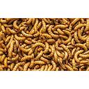 mealworm levend/vivant 30g