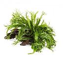 1 anubias on wood 15cm