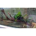 1 anubias on wood 40-45cm