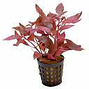 alternanthera cardinalis double red