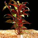 alternanthera lilacina