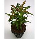 alternanthera reineckii dwarf