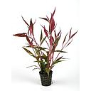 alternanthera rosaefolia