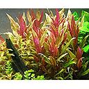 alternanthera rosaefolia motherplant