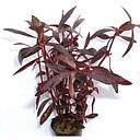 alternanthera sessilis