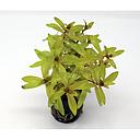 ammania pedicellata gold