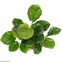 anubias barteri "coin leaf"