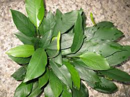 anubias barteri glabra JUMBO motherplant