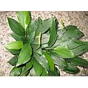 anubias barteri glabra motherplant