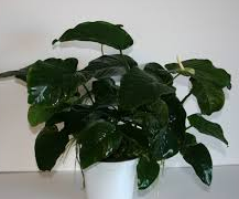 anubias barteri motherplant