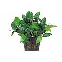 anubias caffeefolia motherplant