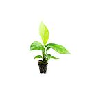 anubias congensis