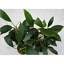 anubias gilletti motherplant