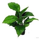 anubias heterophylla motherplant