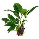 anubias lanceolata pot