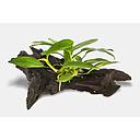 anubias/microsorium on wood 10-15cm