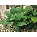 anubias mix motherplant