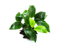 anubias nana paxing
