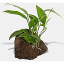 anubias on lava rock 10cm