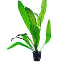 aponogeton boivianus