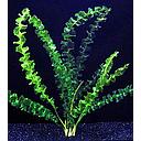 aponogeton capuronii