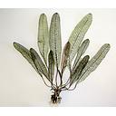 aponogeton madagascariensis